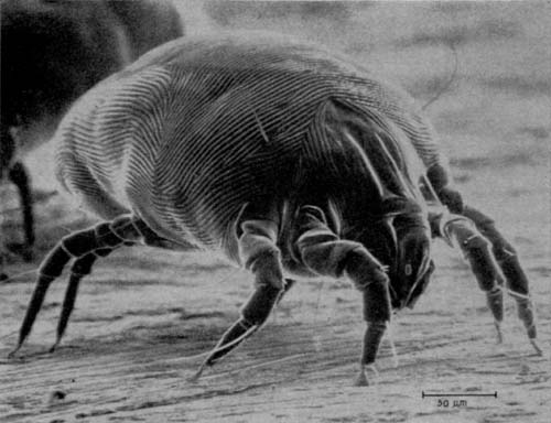 dust mite